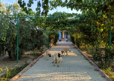 Hundeschutzhof <br> Manavgat/Türkei
