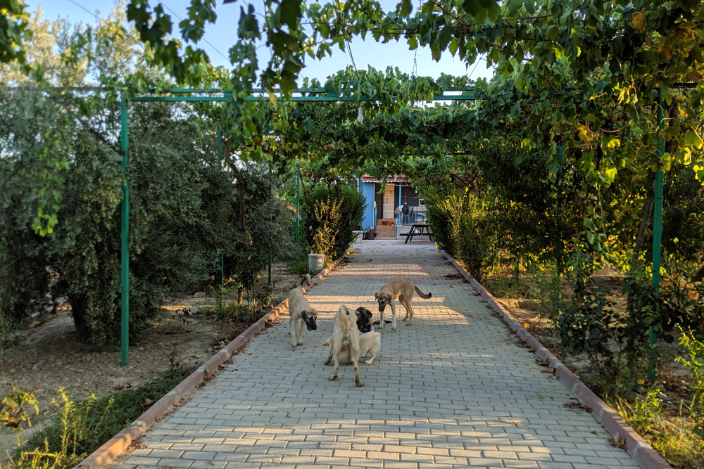 Hundeschutzhof <br> Manavgat/Türkei