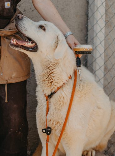 Alasko