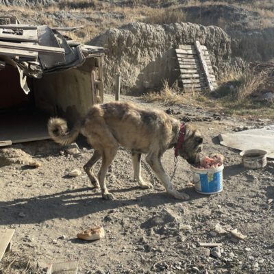 Niemals vergessen: Die Kettenhunde der Türkei