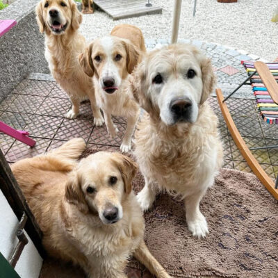 Unsere Glücksfellchen fühlen sich pudelwohl