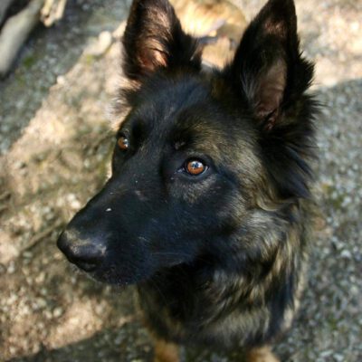 Ares: Vom Straßenhund zum Rettungshund