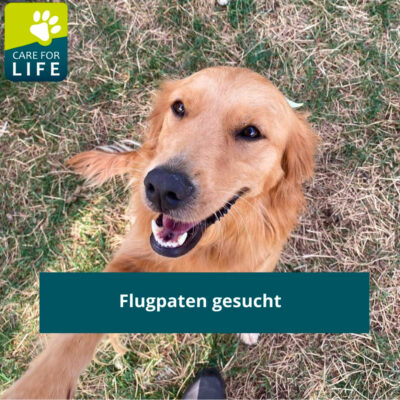 Flugpaten gesucht