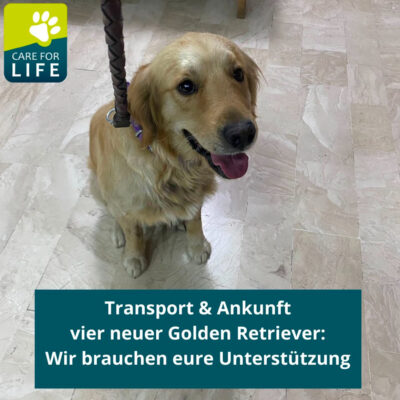 Transport vier neuer Golden Retriever