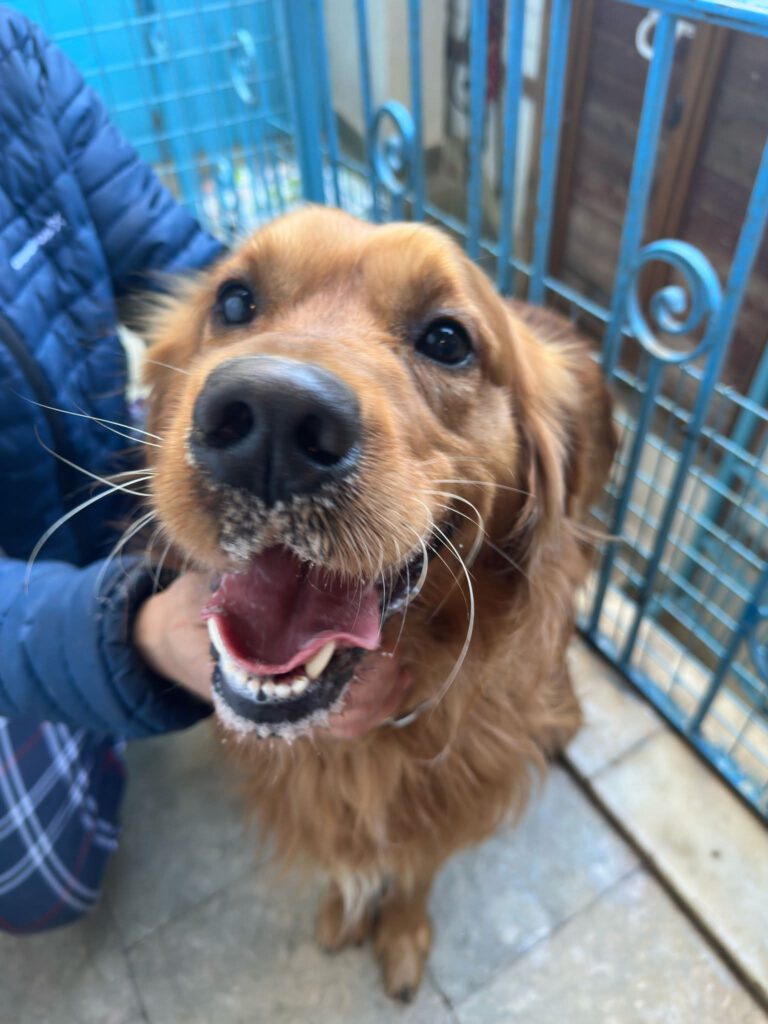 Gino