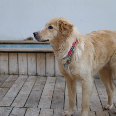Oskar