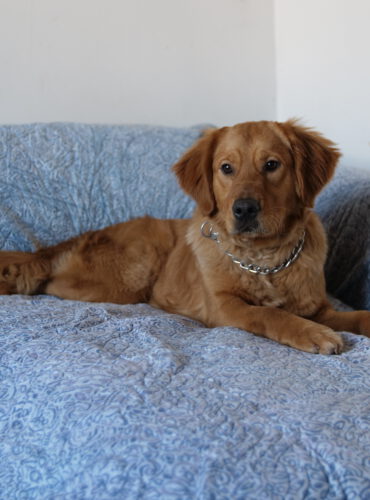 Tino