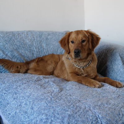 Tino