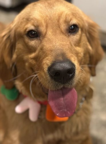 Stella