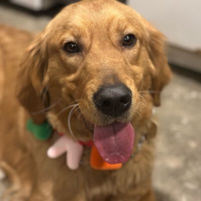 Stella