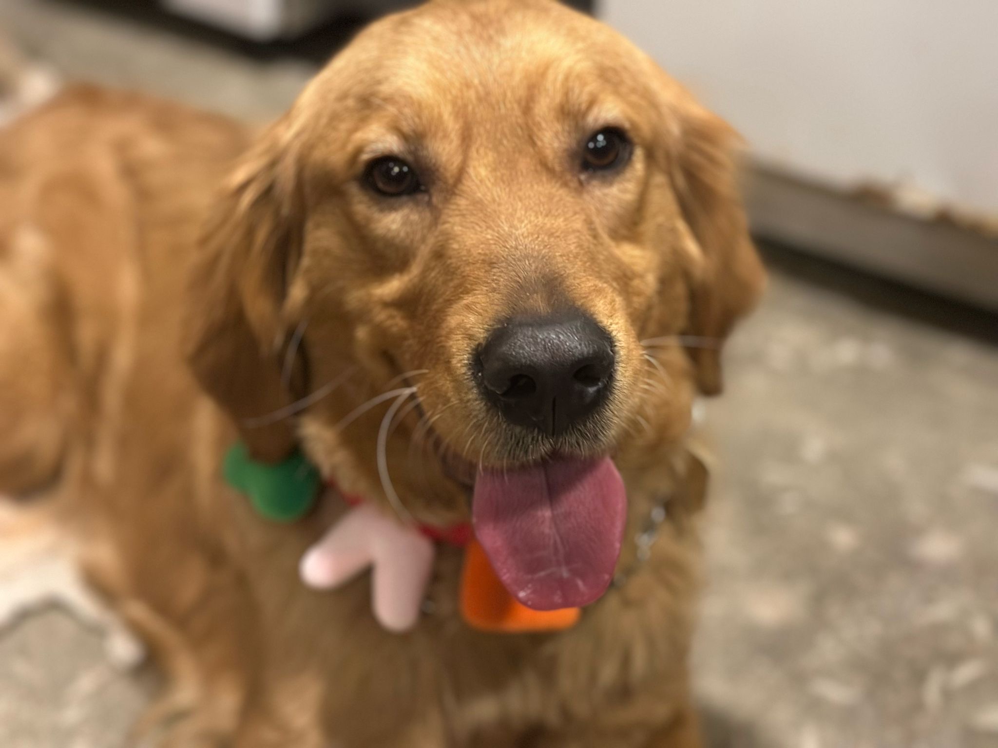 Stella