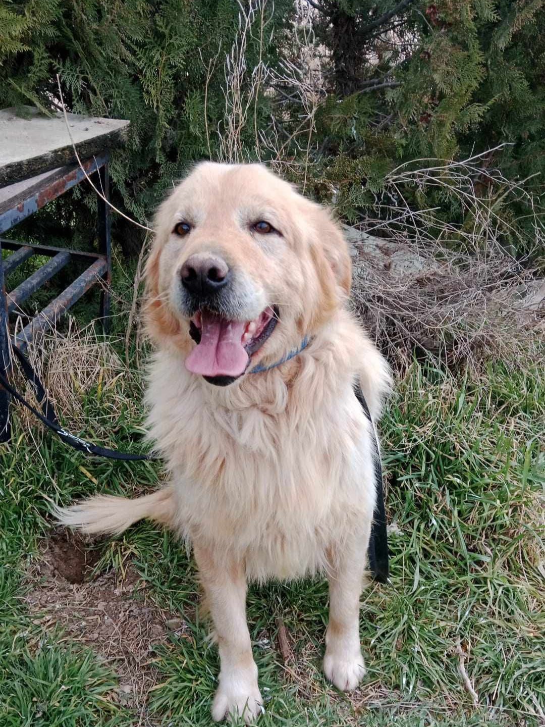Loki