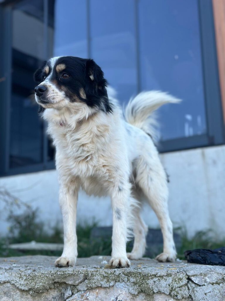 Leo