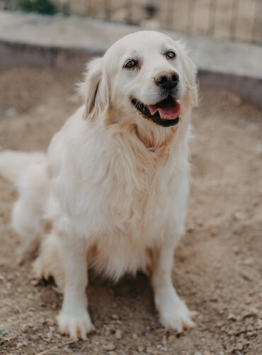 Pamuk