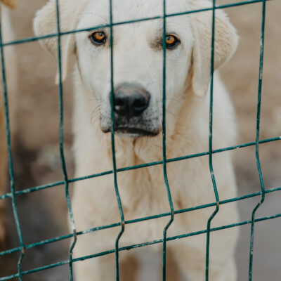 Update aus Ankara