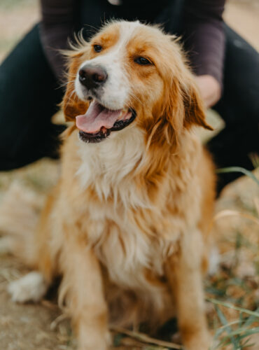 Ollie