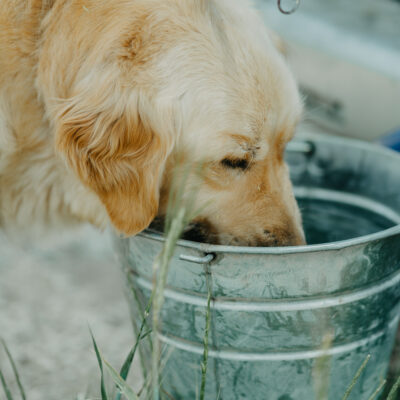 Wasser für 400 Hunde