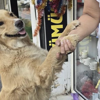 Vier gerettete Golden Retriever suchen liebevolle Futterpaten