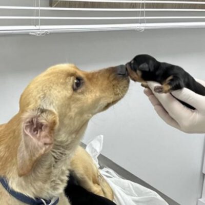 Kleine Hundefamilie in Not