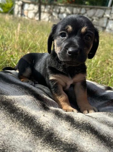 Balou