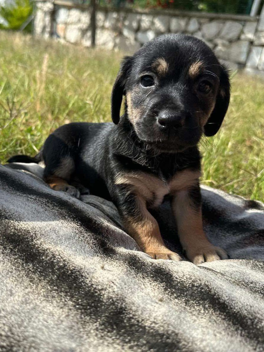 Balou