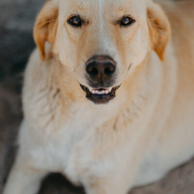 10 Hunde, 10 Charaktere, 10 Wünsche