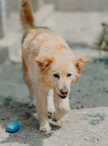 Dobi