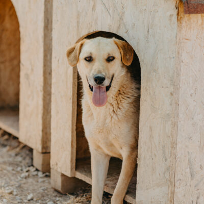 Iskelet ist endlich zuhause