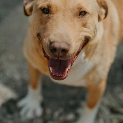Hunde ohne Anfragen