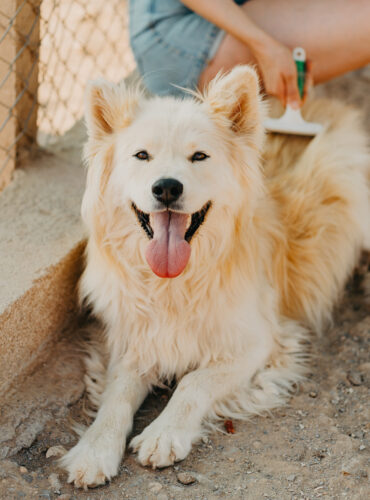 Balu