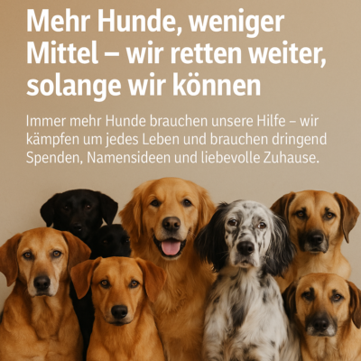 Mehr Hunde, weniger Mittel - wir retten weiter, solange wir können