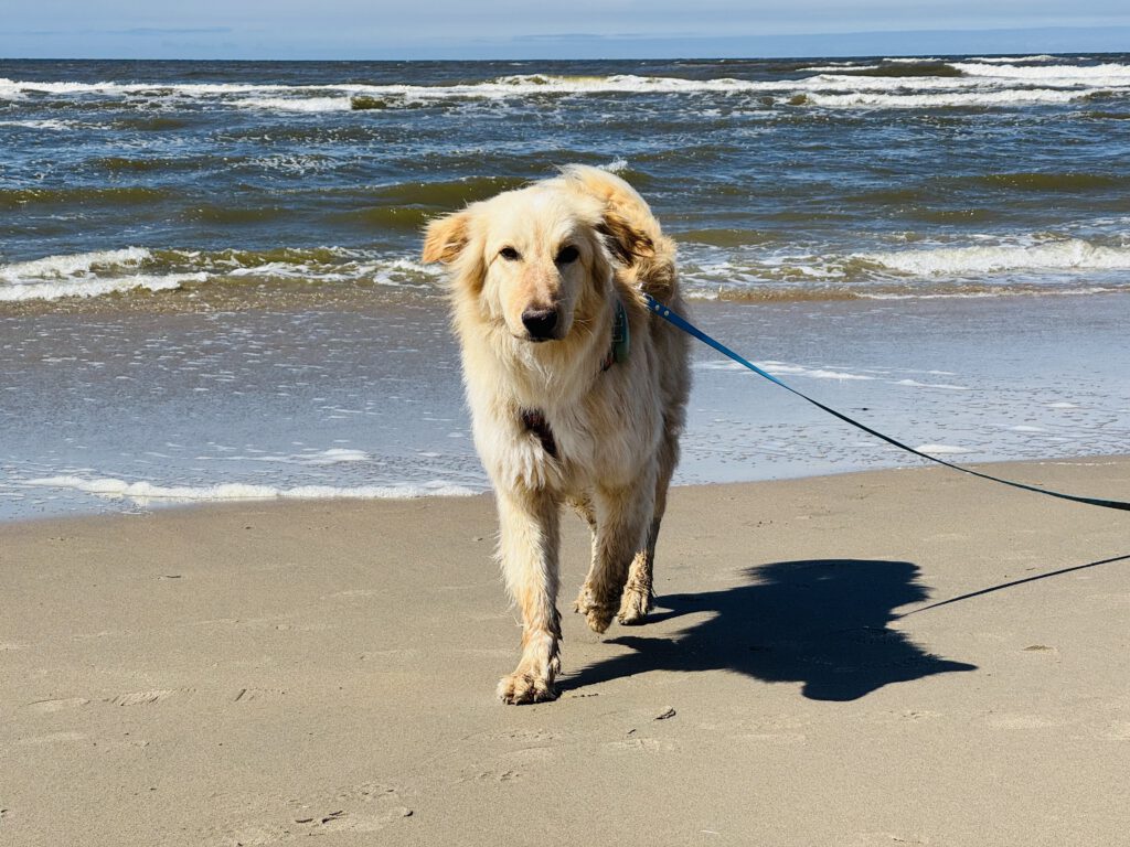 Lenny