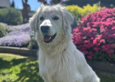 Lilly