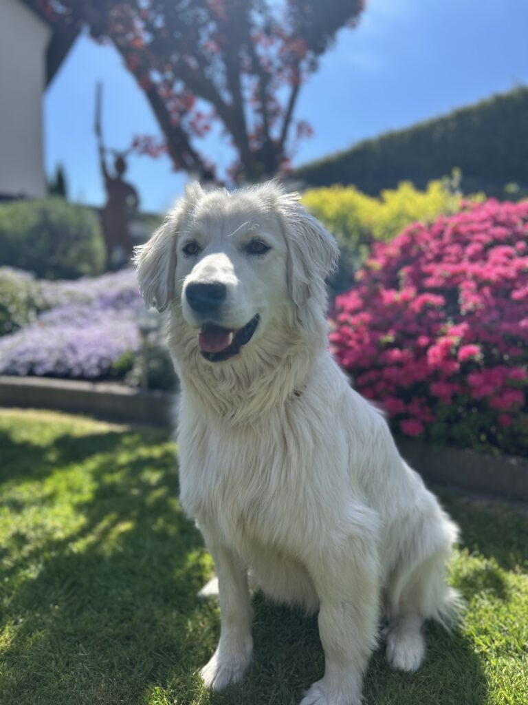 Lilly