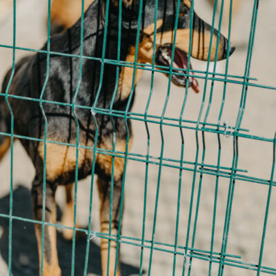 Eine Minute im Leben eines Hundes hinter Gittern
