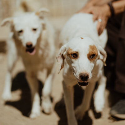 Ein letzter Wunsch für dieses Jahr