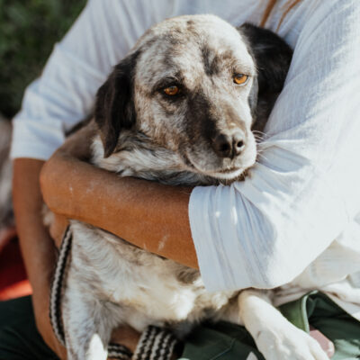 Unsere Hunde brauchen euch