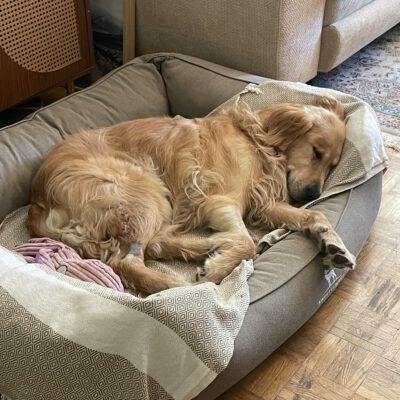 Silvester: bitte passt gut auf eure Lieben auf