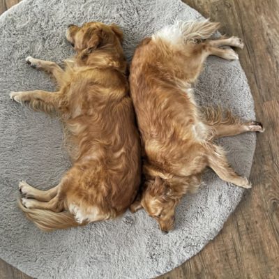 Die ersten Male eines ehemaligen Straßenhundes