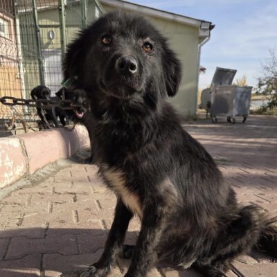 Dringender Spendenaufruf für sechs Hunde