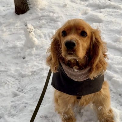 Unsere Glückspfoten im Schneezauber