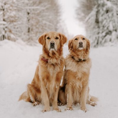 Zillis zweite Winterzeit