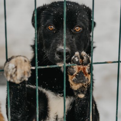 Der Winter kennt kein Mitleid