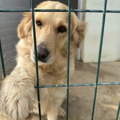 Sechs Fellnasen brauchen eure Hilfe