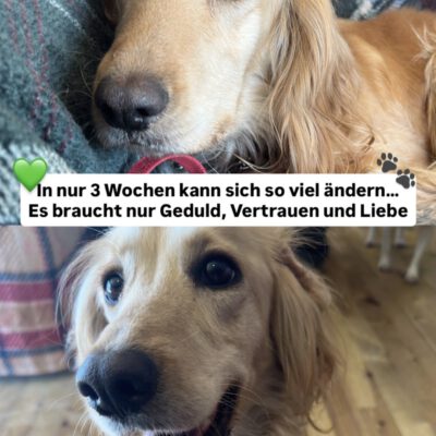 Seit dem Welpenalter an einer Kette