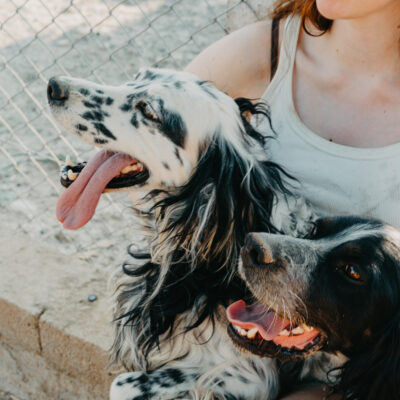 Unsere zwei Setter-Gentlemen