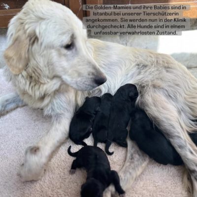 Update von den Goldie-Mamas