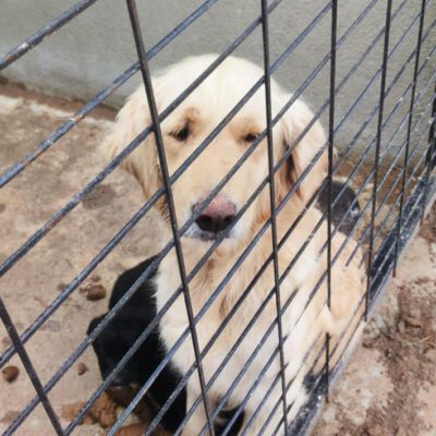 Dringender Spendenaufruf für Golden Retriever Mamas