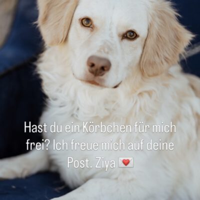 Unser kleiner Ziya sucht seine Menschen