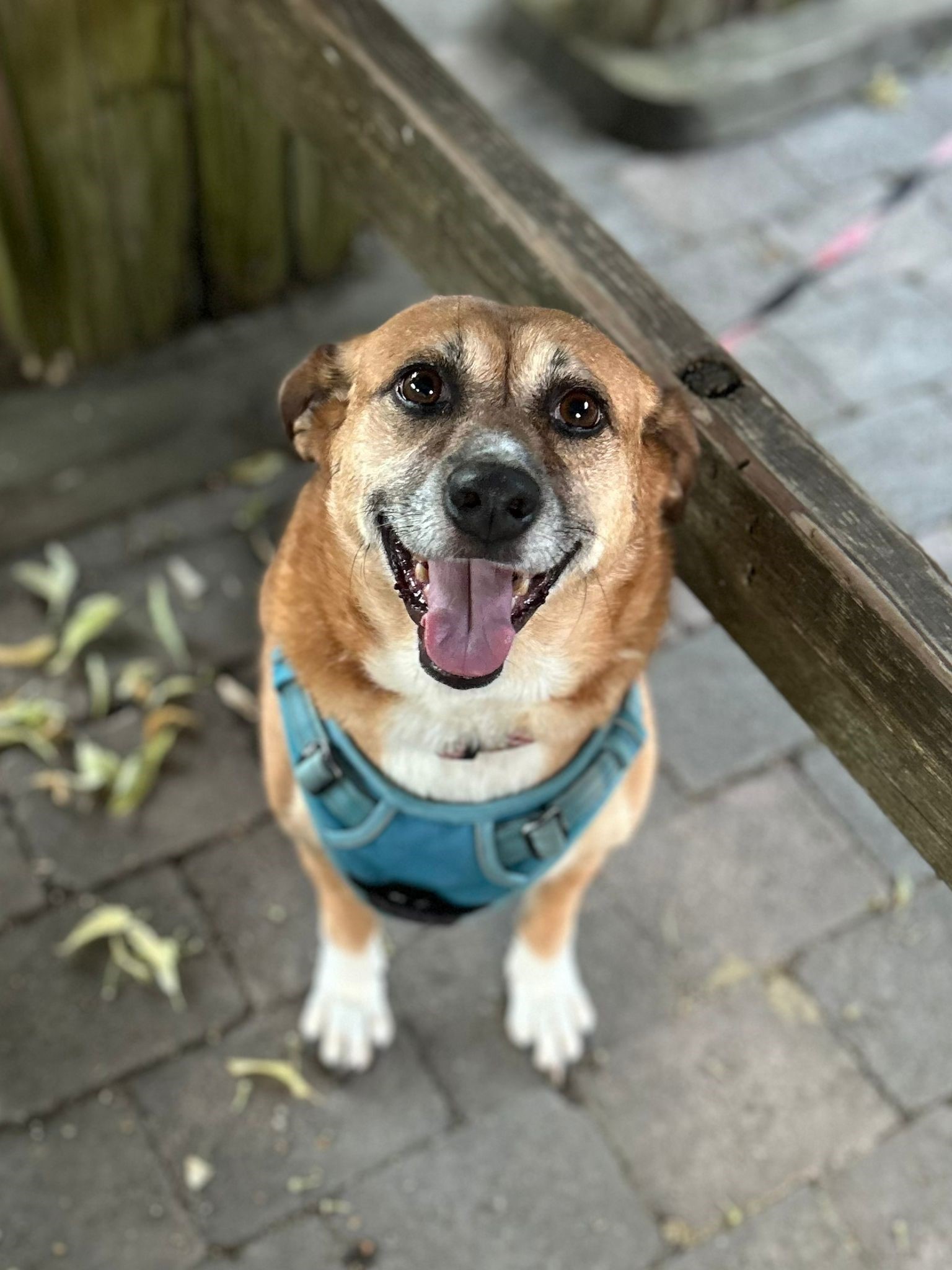 Nutmeg